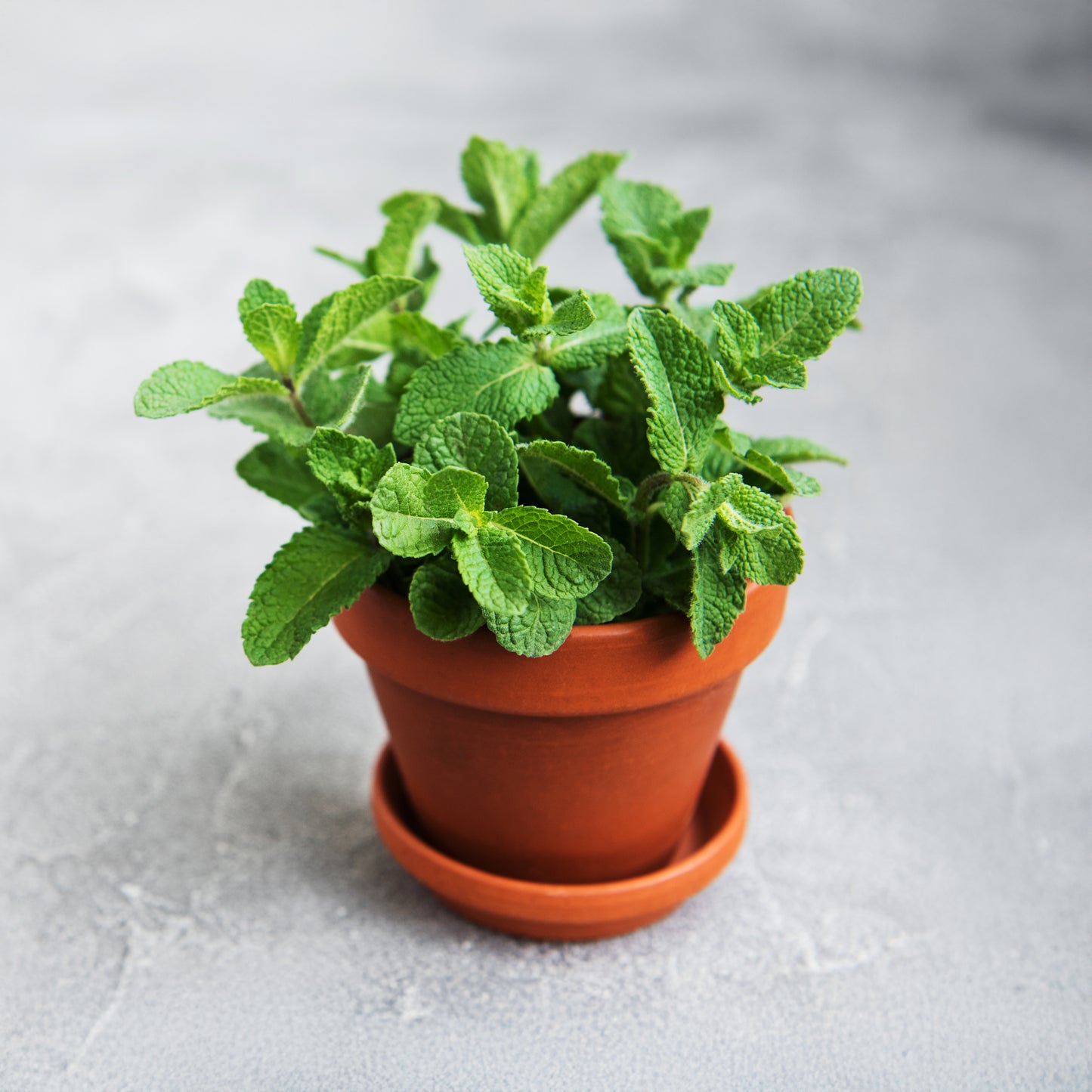 An orange pot of apple mint