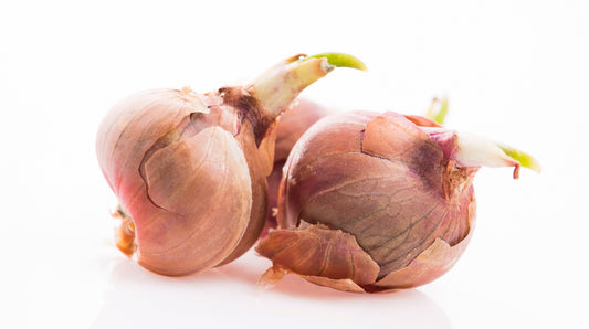 Egyptian Walking Onions against a white background