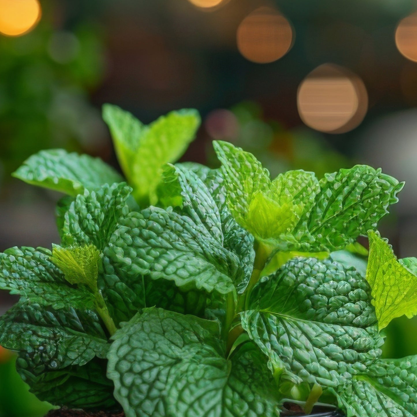 Grapefruit Mint Plant