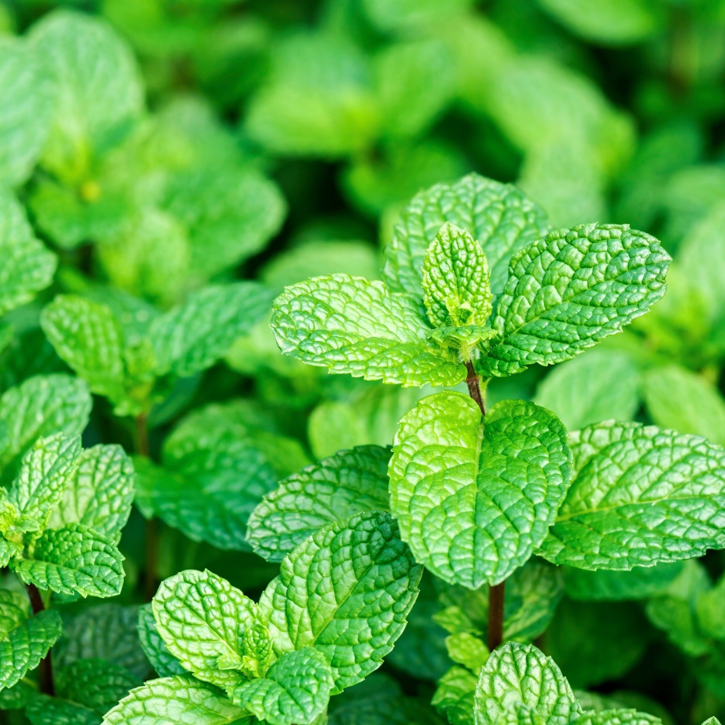 Green organic peppermint leaves that look beautiful