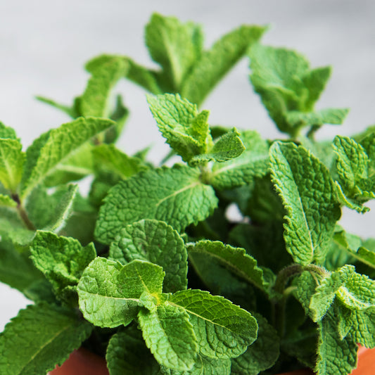 Applemint Plant