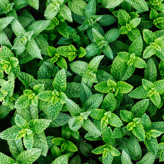 An overhead view of green spearmint leaves